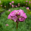 Trávnička přímořská 'Splendens' - Armeria maritima 'Splendens'