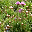 Trávnička přímořská 'Splendens' - Armeria maritima 'Splendens'