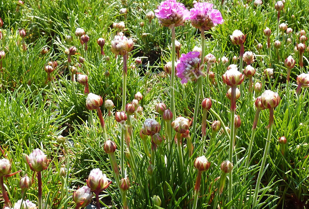 Trávnička přímořská 'Splendens' - Armeria maritima 'Splendens'