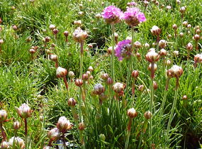 Trávnička přímořská 'Splendens' - Armeria maritima 'Splendens'