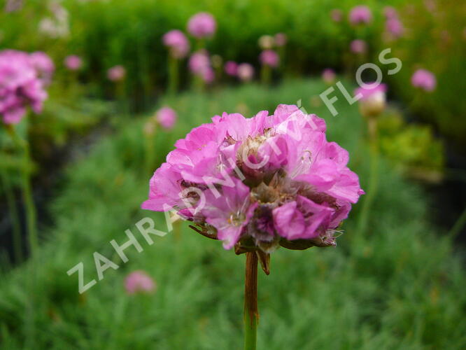 Trávnička přímořská 'Splendens' - Armeria maritima 'Splendens'