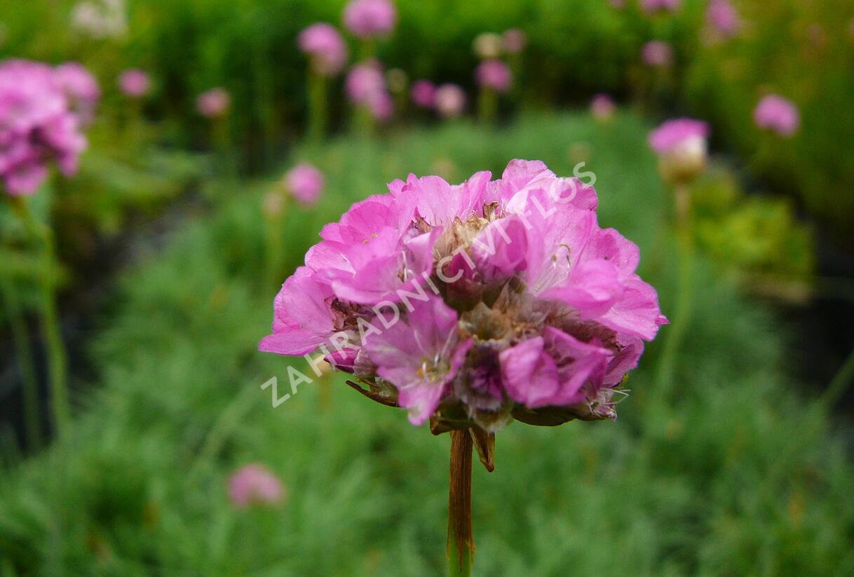 Trávnička přímořská 'Splendens' - Armeria maritima 'Splendens'