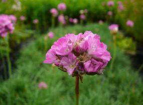 Trávnička přímořská 'Splendens' - Armeria maritima 'Splendens'