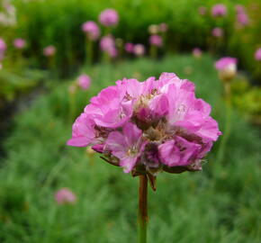 Trávnička přímořská 'Splendens' - Armeria maritima 'Splendens'