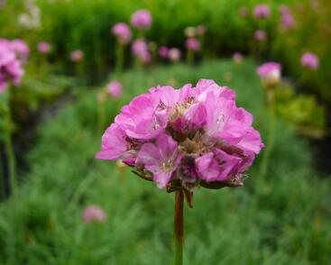 Trávnička přímořská 'Splendens'
