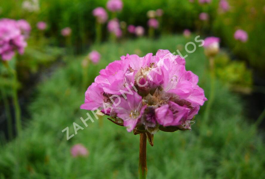 Trávnička přímořská 'Splendens' - Armeria maritima 'Splendens'