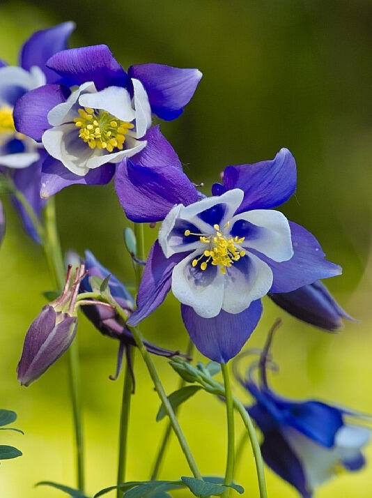 Orlíček 'Himmelblau' - Aquilegia caerulea 'Himmelblau'