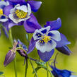 Orlíček 'Himmelblau' - Aquilegia caerulea 'Himmelblau'