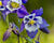 Orlíček 'Himmelblau'