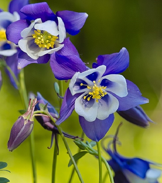 Orlíček 'Himmelblau' - Aquilegia caerulea 'Himmelblau'