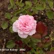 Růže mnohokvětá 'Elfe' - Rosa MK 'Elfe'
