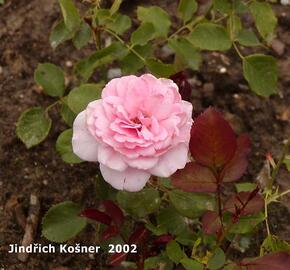 Růže mnohokvětá 'Elfe' - Rosa MK 'Elfe'