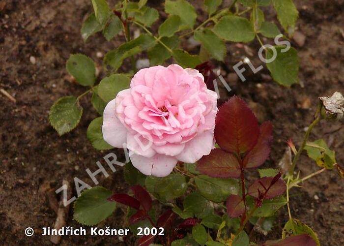 Růže mnohokvětá 'Elfe' - Rosa MK 'Elfe'