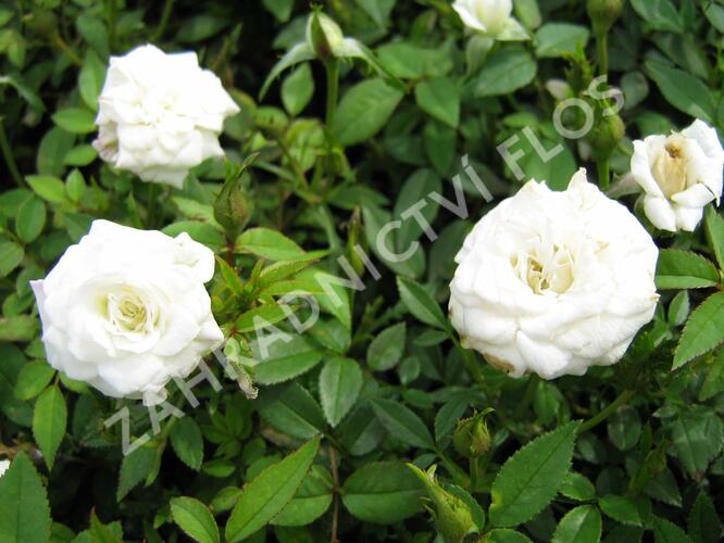 Růže mini 'White' - Rosa MI 'White'