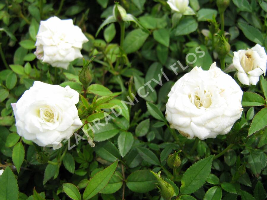 Růže mini 'White' - Rosa MI 'White'