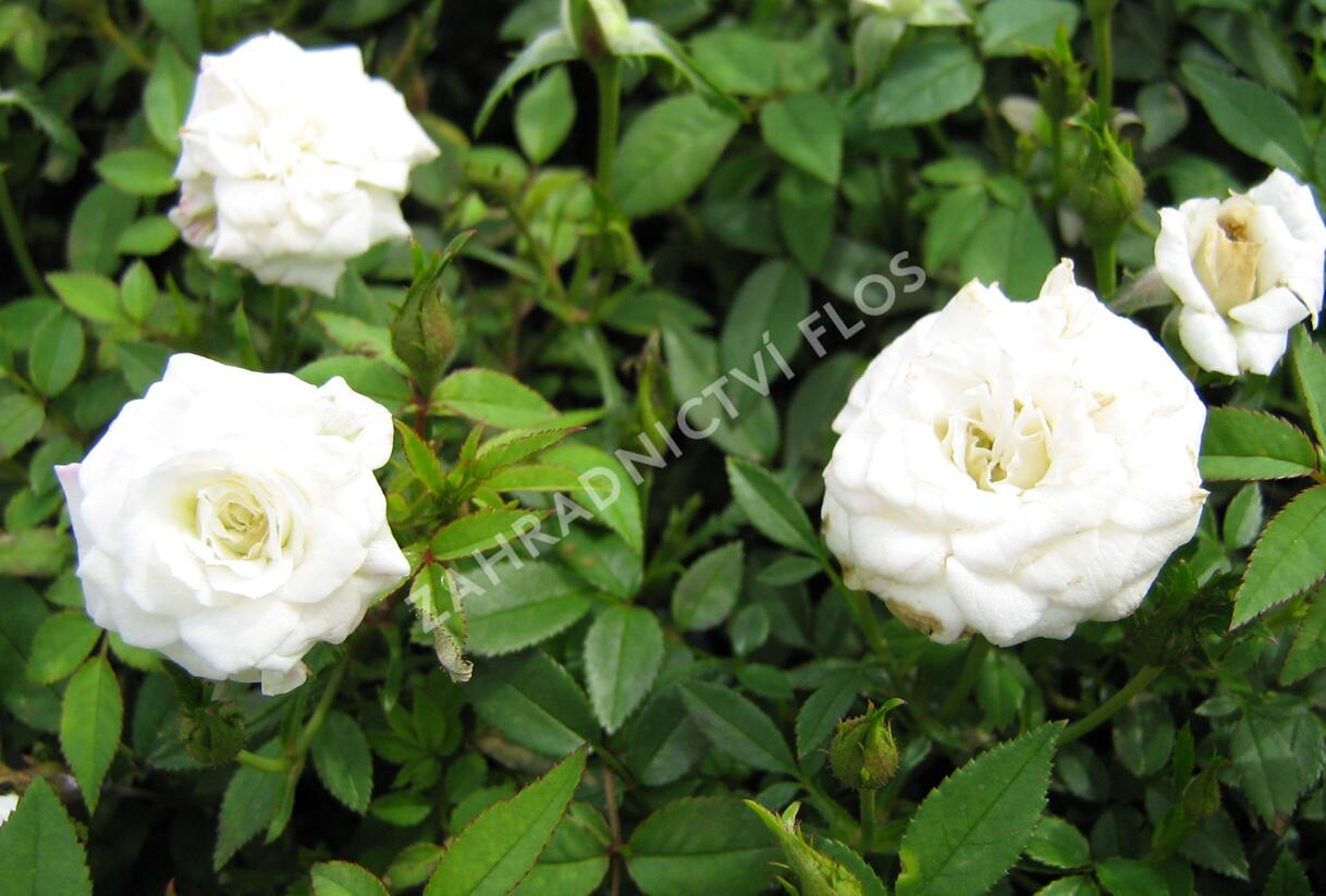 Růže miniaturní 'White' - Rosa MI 'White'