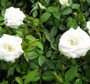 Růže mini 'White' - Rosa MI 'White'