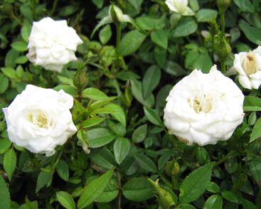 Růže miniaturní 'White'