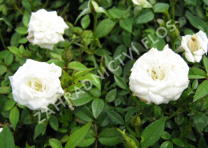 Růže mini 'White' - Rosa MI 'White'