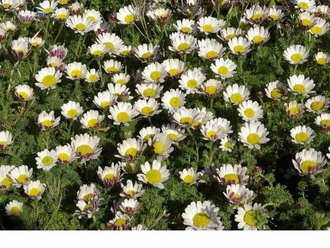 Kruhovník var. depressus - Anacyclus pyrethrum var. depressus