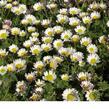 Kruhovník var. depressus - Anacyclus pyrethrum var. depressus