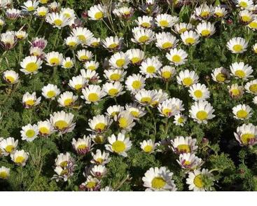 Kruhovník var. depressus