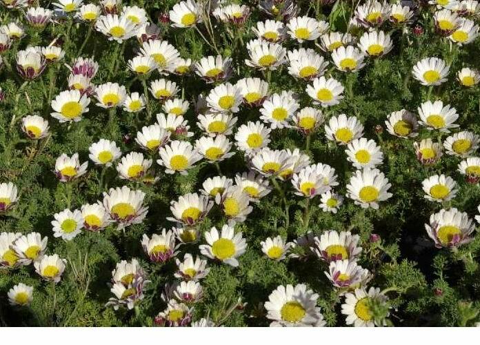 Kruhovník var. depressus - Anacyclus pyrethrum var. depressus
