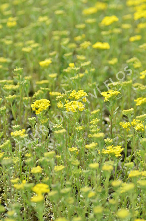 Tařice horská 'Tekara' - Alyssum montanum 'Tekara'