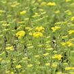 Tařice horská 'Tekara' - Alyssum montanum 'Tekara'