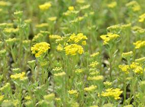 Tařice horská 'Tekara' - Alyssum montanum 'Tekara'