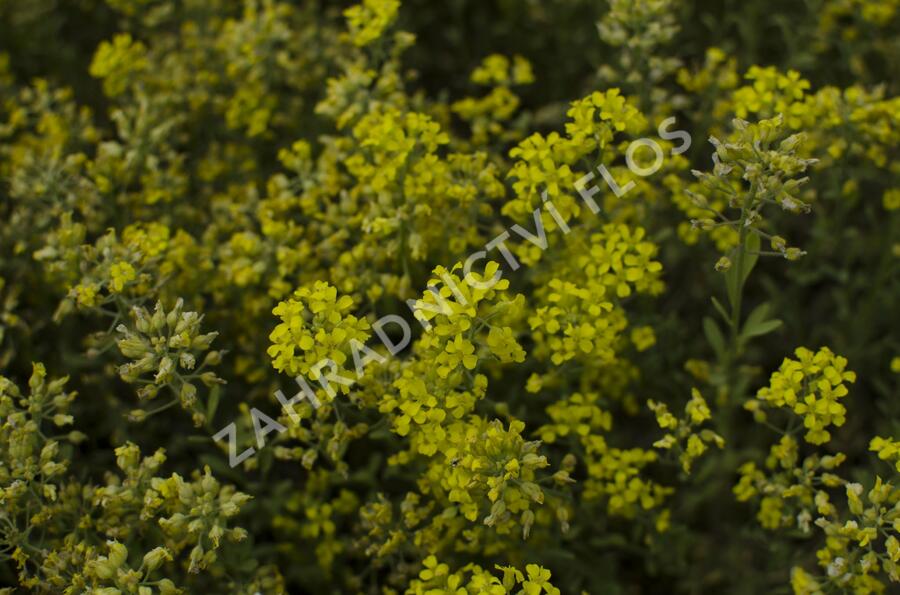 Tařice horská 'Tekara' - Alyssum montanum 'Tekara'