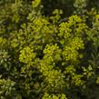 Tařice horská 'Tekara' - Alyssum montanum 'Tekara'