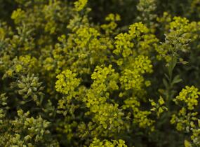 Tařice horská 'Tekara' - Alyssum montanum 'Tekara'