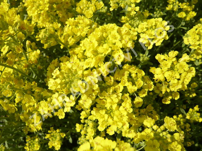 Tařice horská 'Tekara' - Alyssum montanum 'Tekara'