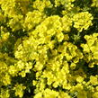 Tařice horská 'Tekara' - Alyssum montanum 'Tekara'