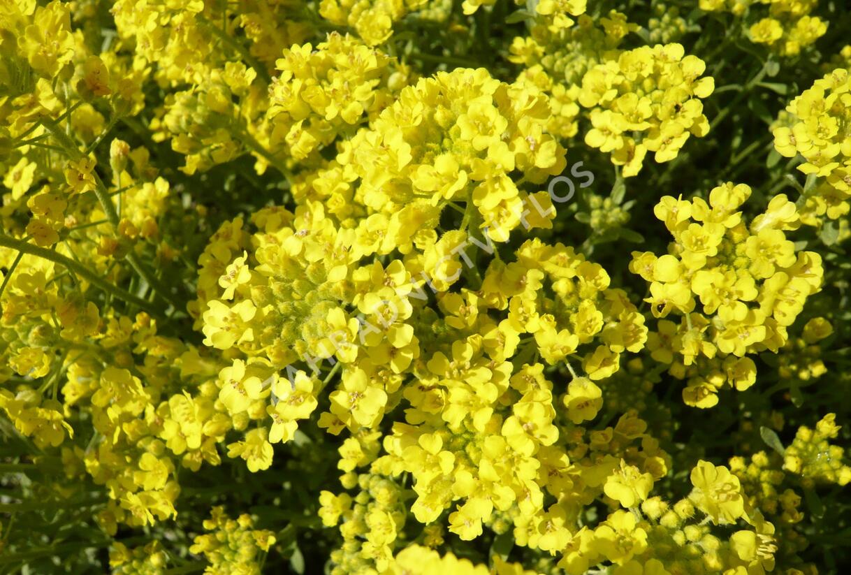 Tařice horská 'Tekara' - Alyssum montanum 'Tekara'
