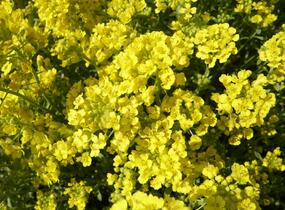 Tařice horská 'Tekara' - Alyssum montanum 'Tekara'