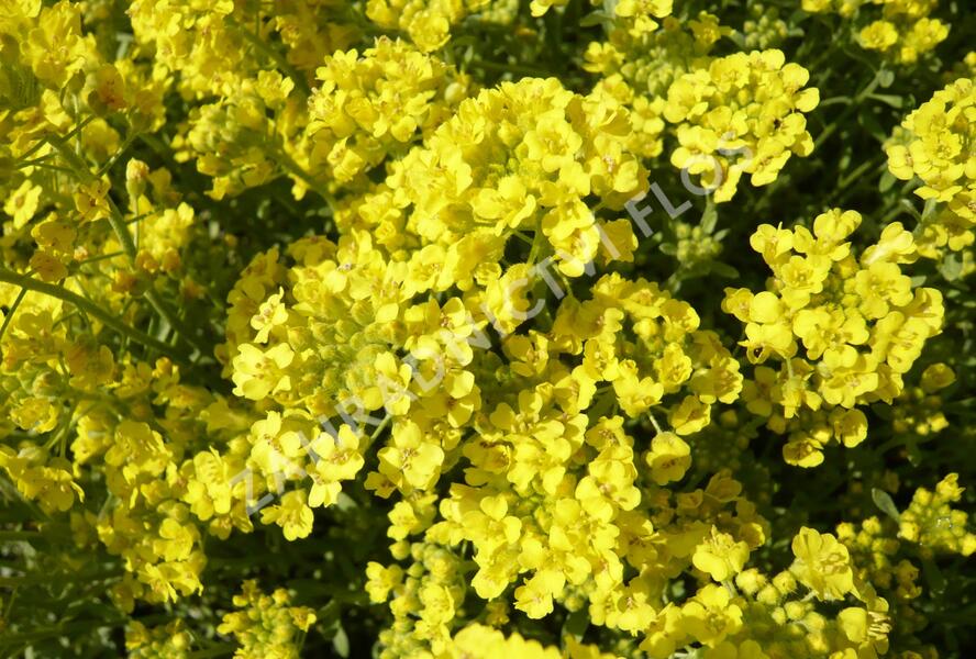 Tařice horská 'Tekara' - Alyssum montanum 'Tekara'
