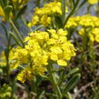 Tařice horská 'Tekara' - Alyssum montanum 'Tekara'