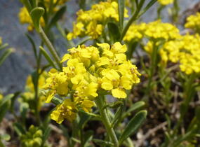 Tařice horská 'Tekara' - Alyssum montanum 'Tekara'