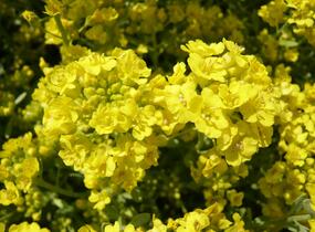 Tařice horská 'Tekara' - Alyssum montanum 'Tekara'
