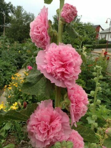 Topolovka růžová 'Chater's Lachsrosa' - Alcea rosea plena 'Chater's Lachsrosa'