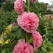 Topolovka růžová 'Chater's Lachsrosa' - Alcea rosea plena 'Chater's Lachsrosa'