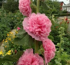 Topolovka růžová 'Chater's Lachsrosa' - Alcea rosea plena 'Chater's Lachsrosa'