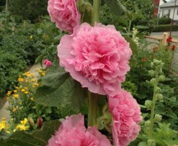 Topolovka růžová 'Chater's Lachsrosa'