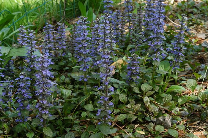 Zběhovec - Ajuga mix