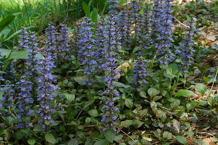 Zběhovec - Ajuga mix