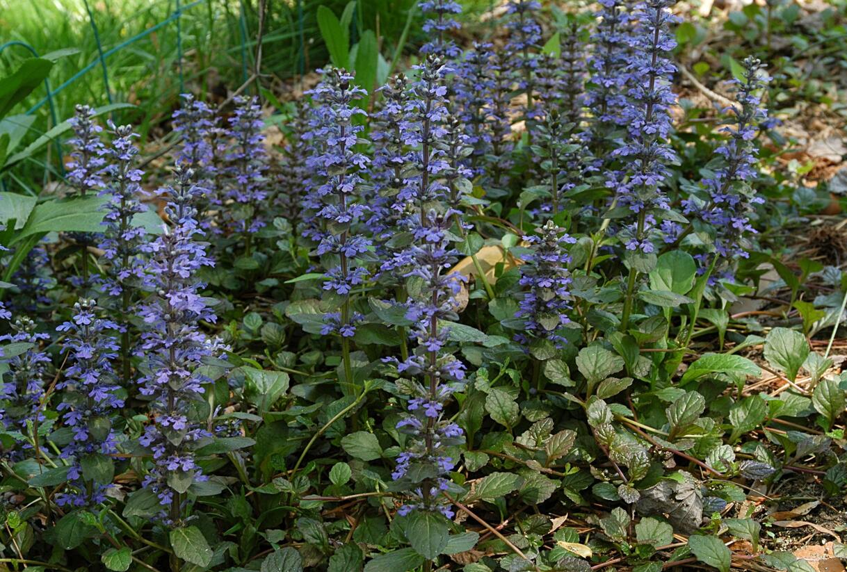 Zběhovec - Ajuga mix
