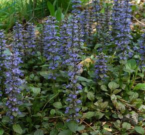 Zběhovec - Ajuga mix