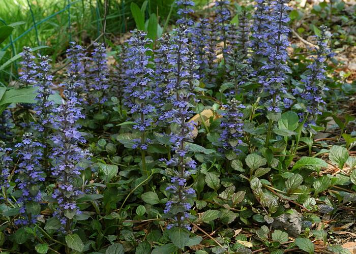 Zběhovec - Ajuga mix